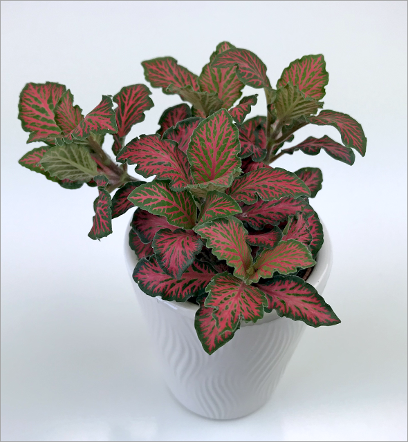 Fittonia albivenis Red